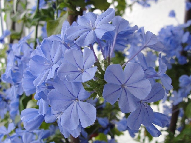 plumbago